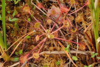 Rosnatka okrouhlolista - Drosera rotundifolia - Round-leaved Sundew 0618